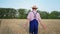 Wheat harvest, elderly man farmer in straw hat walks through field