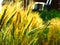 Wheat harvest on the field