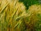 Wheat harvest on the field