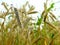 Wheat harvest on the field