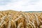 Wheat harvest. Fields of ripe wheat. Agrarian industry