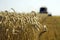 Wheat harvesting