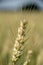 Wheat Head in a Wheat Field