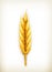 Wheat, icon