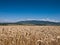 Wheat land background