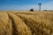 Wheat landscape and windmill