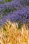 Wheat and Lavender
