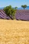 Wheat and lavender fields in Valensole in Summer. Alpes de Hautes Provence, Alps, France