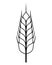 Wheat logo. Icon bakery. Spike wheat. Bread grain isolated on background. Stalk oat, barley, corn, rye, malt, bran, millet, maize,