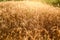 Wheat, lots of wheat, evening, wheat fields, ears, sunset, harvesting