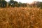 Wheat, lots of wheat, evening, wheat fields, ears, sunset, harvesting