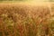 Wheat, lots of wheat, evening, wheat fields, ears, sunset, harvesting