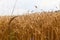 Wheat, lots of wheat, evening, wheat fields, ears, sunset, harvesting