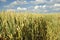 Wheat meadow field closeup