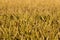 Wheat meadow. Ripe Gold Barley field in summer. Nature organic Yellow rye plant Growing to harvest. World global food with sunset