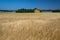 Wheat meadows in Northern Sjelland, Denmark