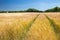 Wheat meadows in Northern Sjelland, Denmark