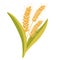 Wheat. Oatmeal bouquet. Wheat spikelets. Wheat, rye, rye ear, symbol of farming, bread, harvest. Whole stems, an organic