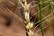 Wheat panicle infected with giberela