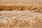 Wheat partly lying down in field after heavy rain