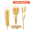 Wheat plant heads and grain poster