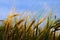 Wheat plant illuminated with sunlight