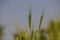 Wheat plant image, grass ears background