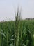 Wheat plant Indian field Indian village