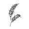 Wheat plant spikelets, vector doodle illustration, hand drawing, sketch