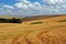 Wheat plantation