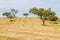 Wheat plantation farm and cork trees in Vale Seco, Santiago do C