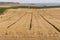 Wheat plantation fields in Raimat. Vineyards of Raimat at background. Countryside landscape