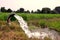 Wheat plants are being irrigated by water jet, a view of Indian farms