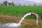 Wheat plants are being irrigated by water jet, a view of Indian farms