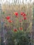 Wheat plants with ponceau flower