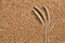 Wheat plants on seeds grain topic