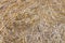 Wheat residues background