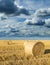 Wheat roll bales at field, sunrise scene.