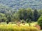 Wheat and round bales