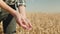 Wheat rural field on sunny day. Farmer, agronomist, agribusiness owner checks ears of ripe wheat plantation. Female hand