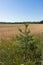 Wheat rye cereal field ready for harvest with strip of green grass and pine tree sapling