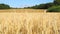 Wheat or rye field on the farm. Growing cereals, rye, wheat under the sun in summer. Agriculture concept