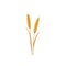 Wheat, rye grain ear, barley spike, cereal plant