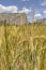 Wheat, Rye planting and spike grains in the field