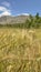 Wheat, Rye planting and spike grains in the field