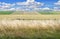 Wheat\'s grassland