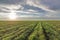 Wheat seedlings growing in a field. Young green wheat growing