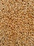 Wheat seeds pile cereal grain dried staple food whole common seed gehoon beej graines ble sementes trigo semillas trigo photo.
