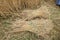 Wheat Sheaf in a Field