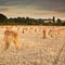 Wheat sheaves